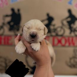 Eddie - Golden male Golden Retriever puppy in Duncan, South Carolina from Glimmer Goldens