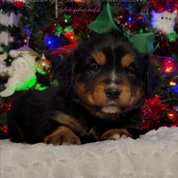 Gravy - Black tri male Miniature Australian Shepherd puppy in Muskogee, Oklahoma from Tagalong Lane Australian shepherds