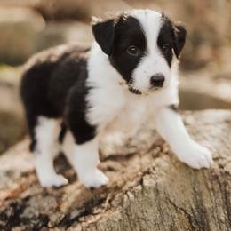 Old Time Scotch Collie Puppies from The Fiddlesticks Farm