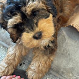 Salvy - Black and chalk male Australian Labradoodle puppy in Harrisonville, Missouri from Blessed Day Doodles