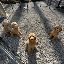 Poodle Puppies from FurEver Poodles