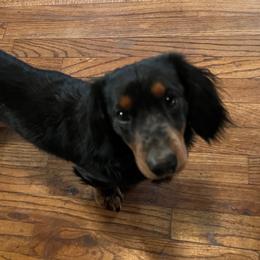 Dash - Dachshund
