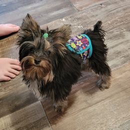 Oliver - Yorkshire Terrier