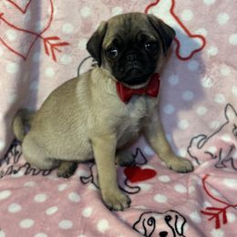 Pug Puppies from Berg Family