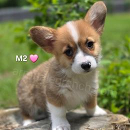 M2 - Red female Pembroke Welsh Corgi puppy in Jacksonville, Texas from ArmnalegRanch LLC