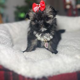 Shih Tzu Puppies from Spoiled ShihTzu LLC