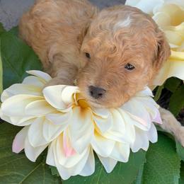 Omega - Apricot male Maltipoo puppy in Oklahoma City, Oklahoma from Red Okie Poos