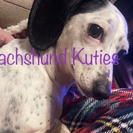 Dachshunds from Kathys Dachshund Kuties