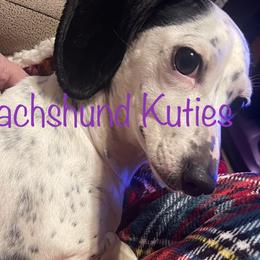 Dachshunds from Kathys Dachshund Kuties
