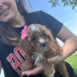 Abby - Red female Cavapoo puppy in Mint Hill, North Carolina from DoodleForever