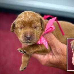 Miss Pink Collar - Gold female Australian Labradoodle puppy in Wake Forest, North Carolina from Lucky Country Labradoodles