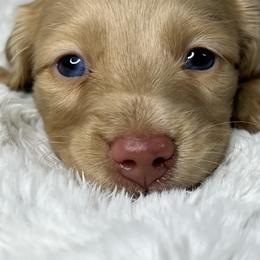Cream boy - Cream male Dachshund puppy in Payette, Idaho from NT Mini Doxies