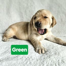 Green - Yellow Labrador Retriever puppy in Long Valley, New Jersey from Guns Up Dog Training