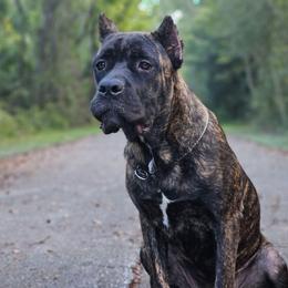 Chappell - Chestnut brindle female Cane Corso puppy in Houston, Texas from Zenith Cane Corso