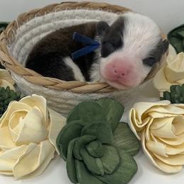 Cosmo (brindle) - Brindle and white male American Corgi puppy in Waco, Texas from The Comma Corgis