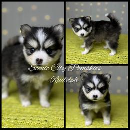 Rudolph - Black and white male Pomsky puppy in Rossville, Georgia from Scenic City Pomskies