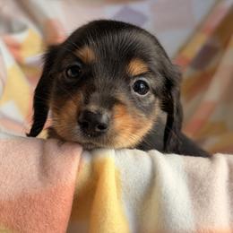 Dachshund Puppies from Sawyer’s Teenie Weenies