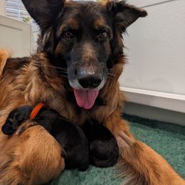 German Shepherd Puppies from Autumn's House of German Shepherds, LLC