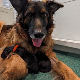 German Shepherd Puppies from Autumn's House of German Shepherds, LLC