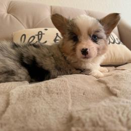 Bear-nard - Blue merle and white male American Corgi puppy in Decatur, Texas from Bar S Corgis