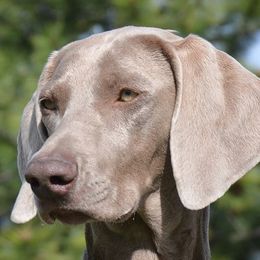 Weimaraners from Graenit Weimaraners