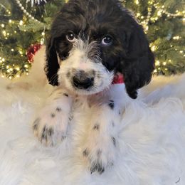 Labradoodle Puppies from 101 Labradoodles