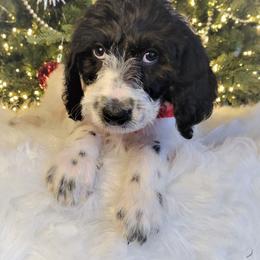 Labradoodle Puppies from 101 Labradoodles