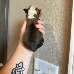 Kodiak - Sable male Pembroke Welsh Corgi puppy in Aberdeen, Washington from Coastal country Farms