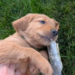 Golden Retriever Puppies from Chrysus Spirit Goldens