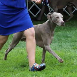 Ryder - Weimaraner