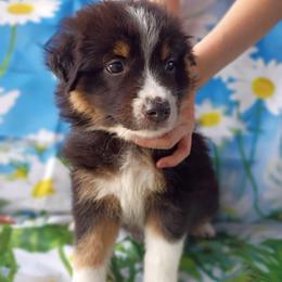 Opal (pink) - Black tri-color female Australian Shepherd puppy in Okeechobee, Florida from Rothsolid Puppies
