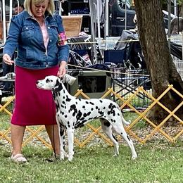 Star - Dalmatian