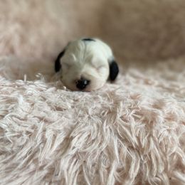 Sheepadoodle Puppies from Wiggles & Woofs of Oklahoma