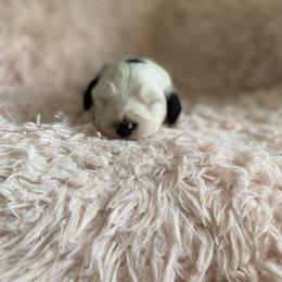Sheepadoodle Puppies from Wiggles & Woofs of Oklahoma