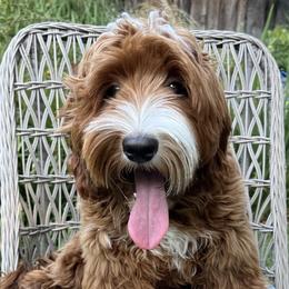 Presley - Australian Labradoodle