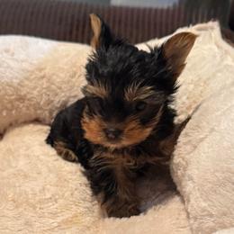 Champion sired Echo - Black and gold female Yorkshire Terrier puppy in Forest Hill, Maryland from Chikito's Yorkies