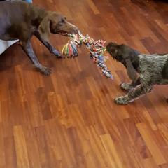 German Wirehaired Pointer Puppies from Ca’ Rigada Deutsch Drahthaar (GWP)