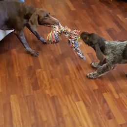 German Wirehaired Pointer Puppies from Ca’ Rigada Deutsch Drahthaar (GWP)