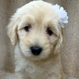 Halo - Cream female Australian Labradoodle puppy in Upland, California from Kings Labradoodles