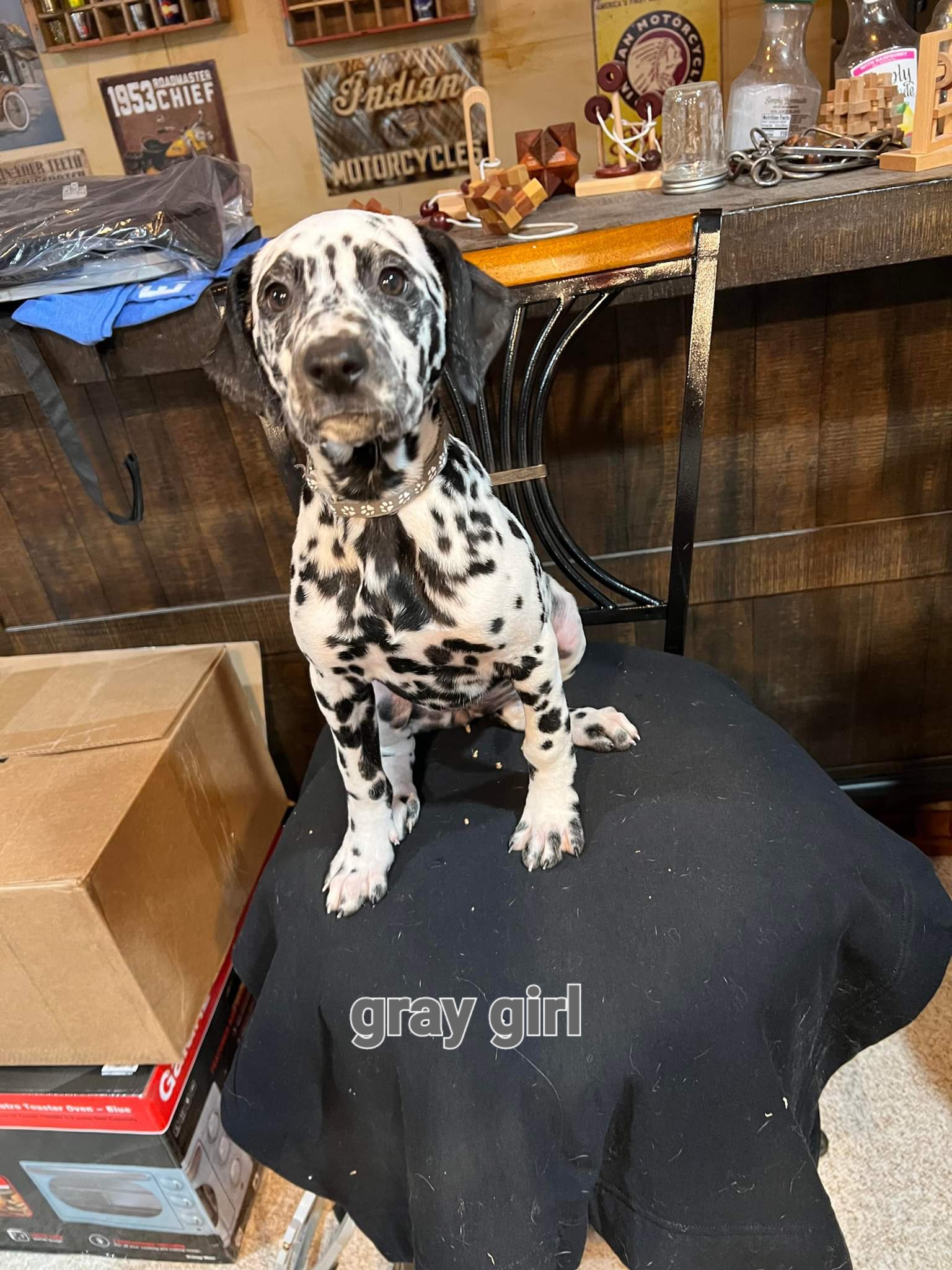 Gray girl - White and black Dalmatian puppy in Sturgis, South Dakota from Anthony's Dalmatians