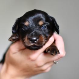 Pumpernickel - Black and tan male Dachshund puppy in Youngstown, Florida from Paradox Dachshunds