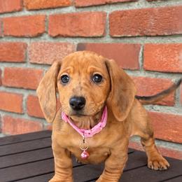 Betsy - Red female Dachshund puppy in Arcadia, California from Cruz Industries - Dachshund Company & French Bulldog Company