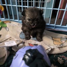 Pomeranian Puppies from Serena's Poms