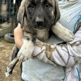 Wednesday - Brindle female Anatolian Shepherd Dog puppy in Williamsburg, Kentucky from Three Little Birds Farm