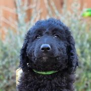 Double Doodle, Goldendoodle, and Labradoodle Puppies from The Doodle Ranch-California