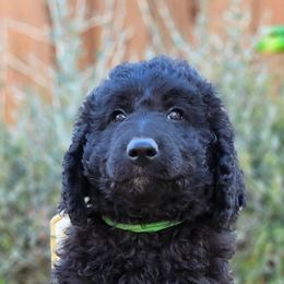 Double Doodle, Goldendoodle, and Labradoodle Puppies from The Doodle Ranch-California