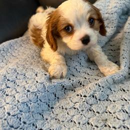 Mark - Blenheim male Cavalier King Charles Spaniel puppy in Athens, Georgia from Sandy Cross Kennels