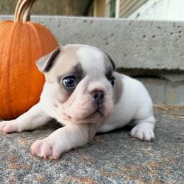 Light Pink - Fawn and white male French Bulldog puppy in New Hampton, New Hampshire from Kismet French Bulldogs