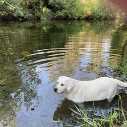 Labrador Retriever All Grown Up from Chateau St. John