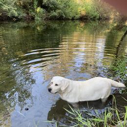 Labrador Retriever All Grown Up from Chateau St. John